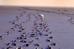 Salzsee im Etosha Nationalpark - Namibia