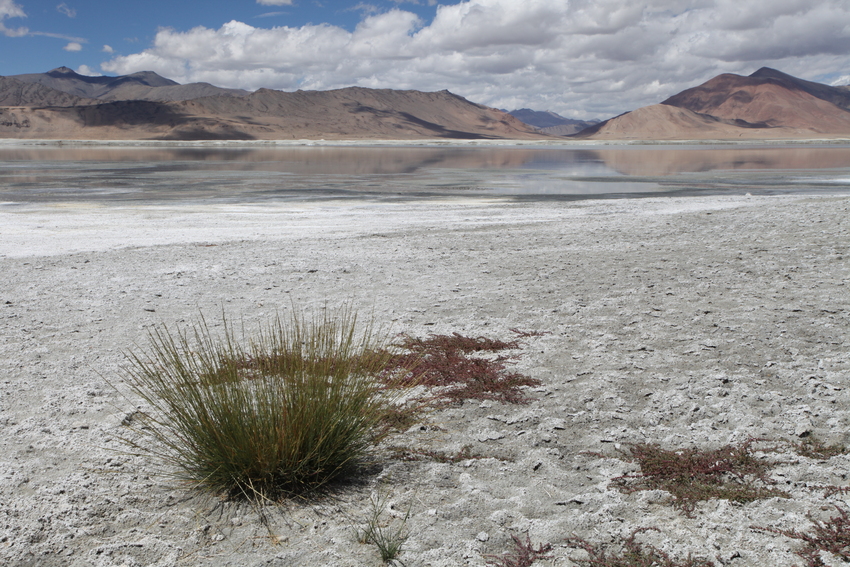 Salzsee in Chantang/ Ladakh