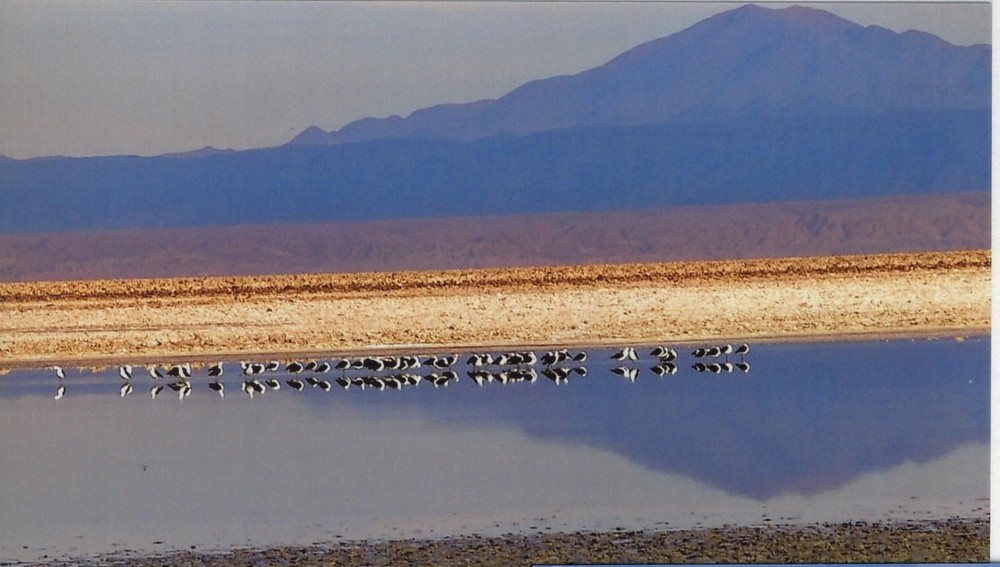 Salzsee in der Atacamawüste in Chile