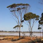 Salzsee mit Eukalyptusbäumen