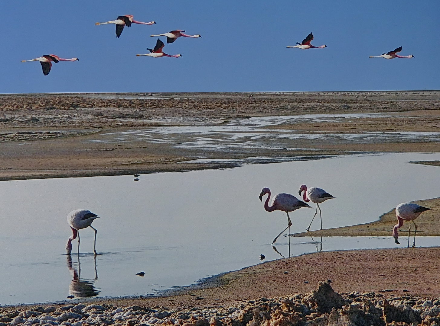 Salzsee mit Flamingos in den Anden Argentiniens