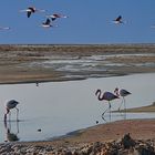 Salzsee mit Flamingos in den Anden Argentiniens