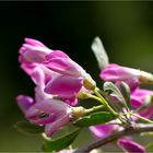 Salzstrauch (Halimodendron halodendron)