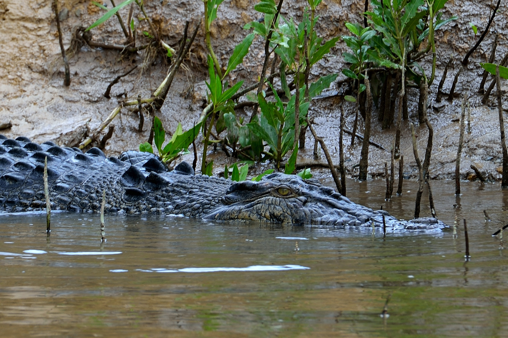 Salzwasser-Krokodil im Daintree-Fluss