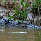 Salzwasser-Krokodil im Daintree-Fluss