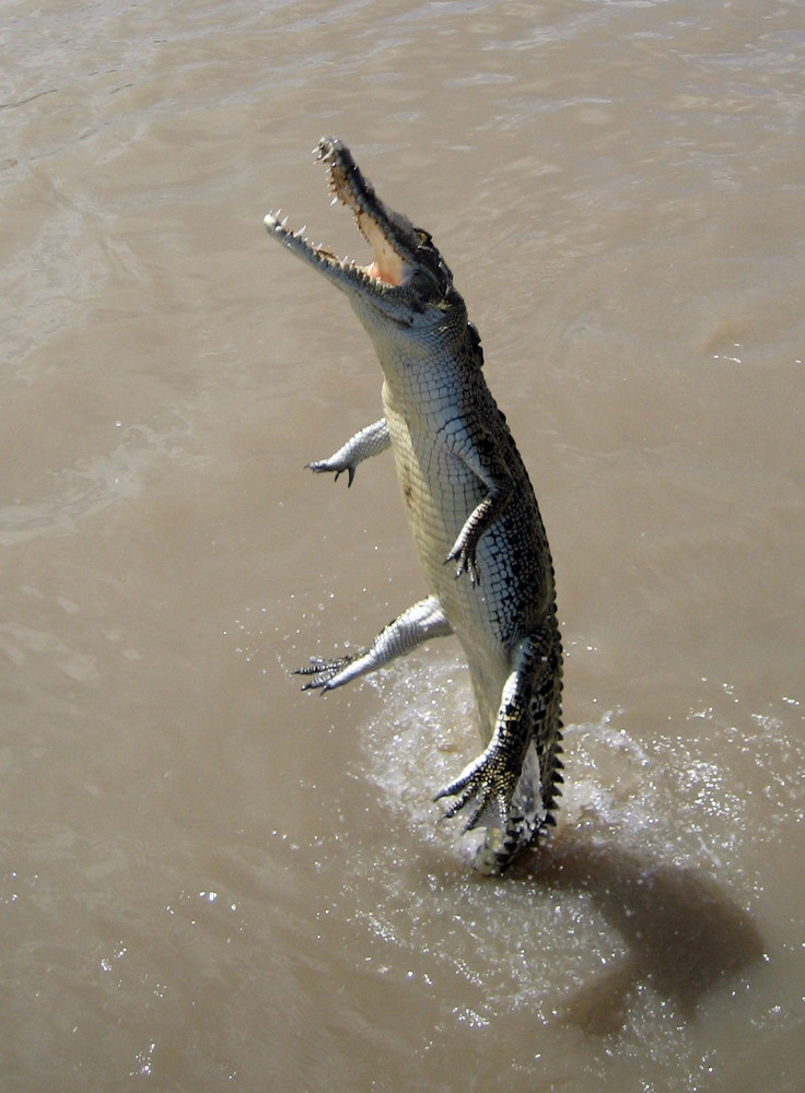 Salzwasser Krokodil in Höchstform