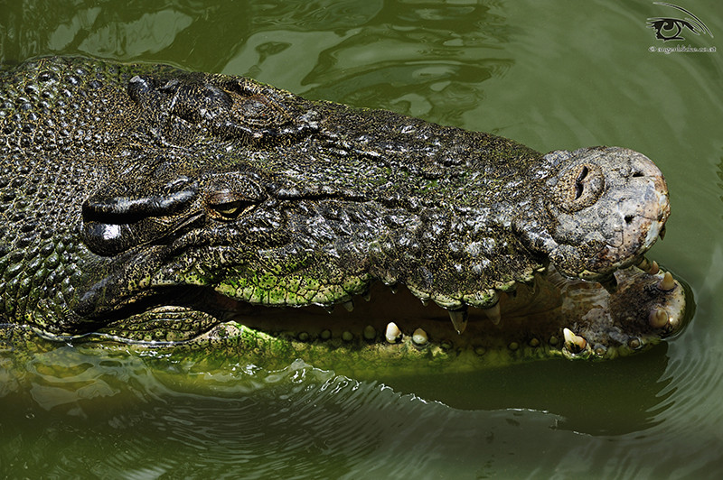 Salzwasserkrokodil