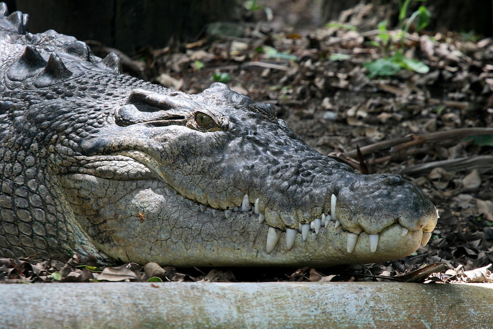 Salzwasserkrokodil