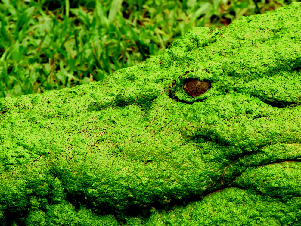 Salzwasserkrokodil in Cairs/Australien