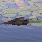 Salzwasserkrokodil Kakadu-Nationalpark