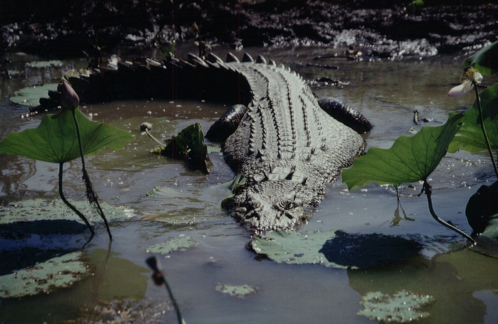 Salzwasserkrokodil, Yellow water, Kakadu National Park, Australien