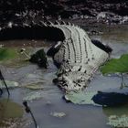 Salzwasserkrokodil, Yellow water, Kakadu National Park, Australien