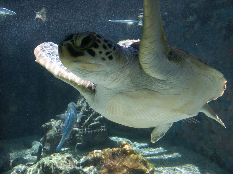 Salzwasserschildkröte