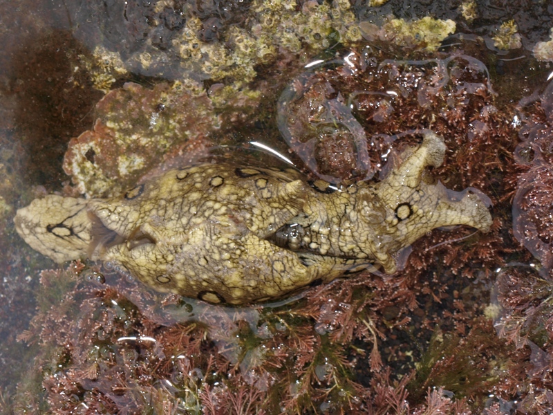 Salzwasserschnecke