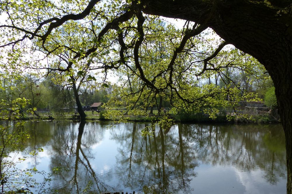 Salzwedel – Blick über den Pfefferteich auf den Tierpark