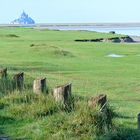  Salzweiden beim Mont St.Michel