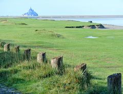  Salzweiden beim Mont St.Michel