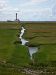 Salzwiese am Westerhever Sand