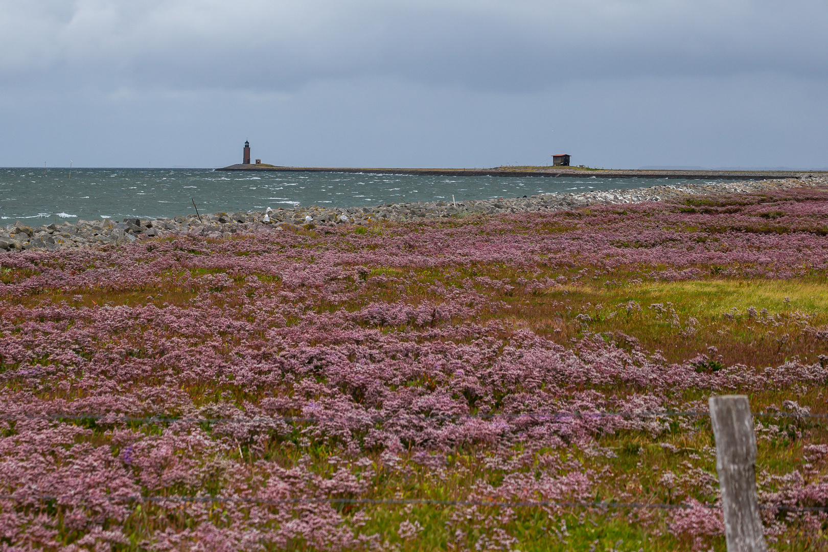 Salzwiese auf Hallig Langeness