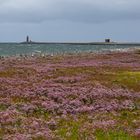 Salzwiese auf Hallig Langeness