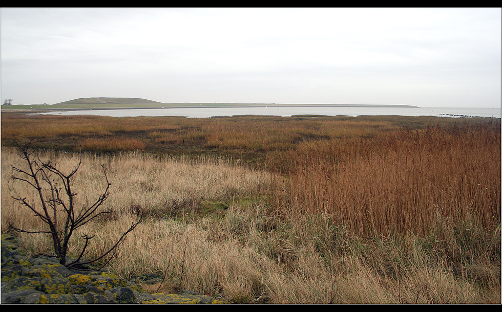 salzwiese auf norderney