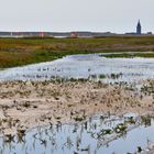 Salzwiese in Wangerooge