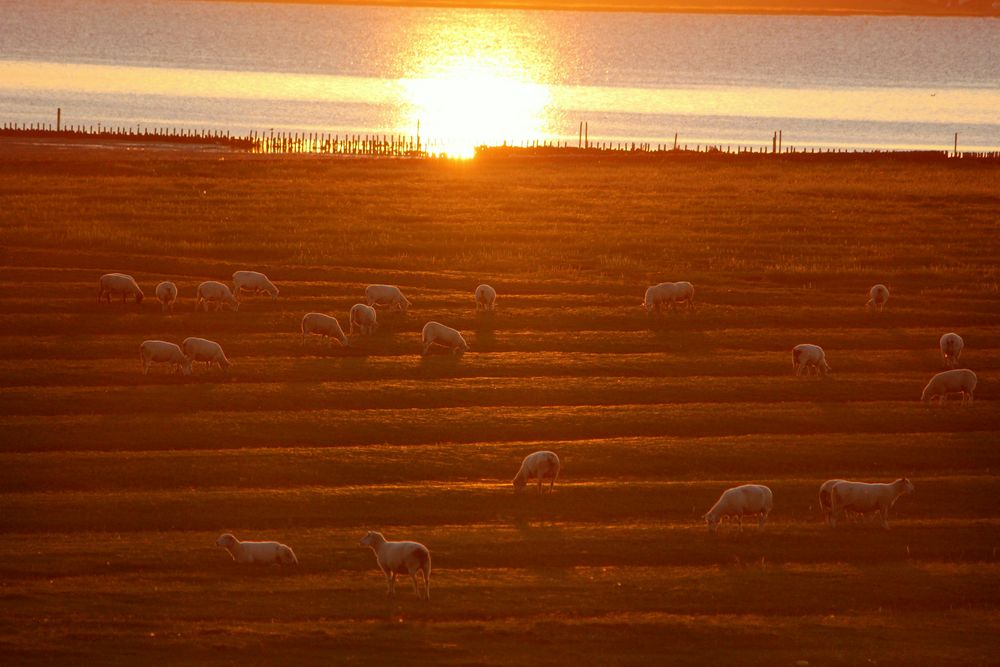 Salzwiese mit Schafen am Nordseedeich am Sonnenuntergang von youichi 