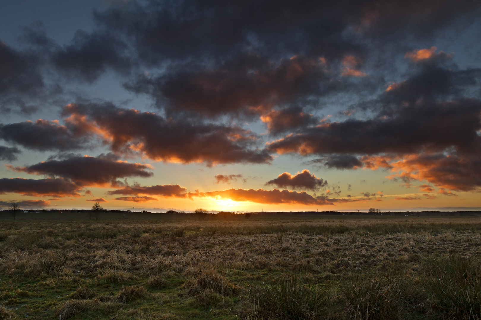 Salzwiesen am Bodden