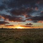 Salzwiesen am Bodden