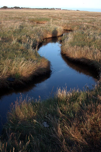 Salzwiesen an der Nordsee