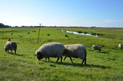 Salzwiesen auf Hiddensee 