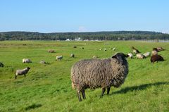 Salzwiesen auf Hiddensee 