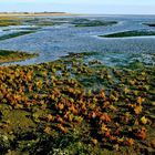 Salzwiesen auf Wangerooge