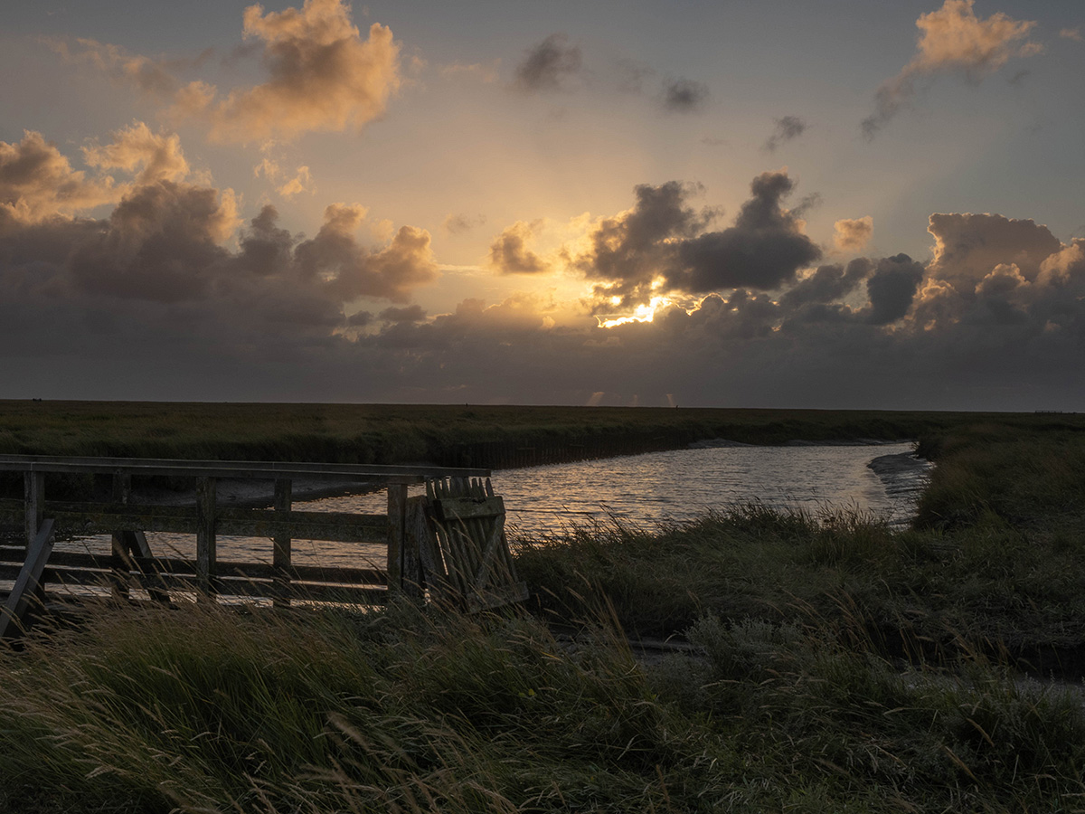 Salzwiesen bei Westerhever am Abend