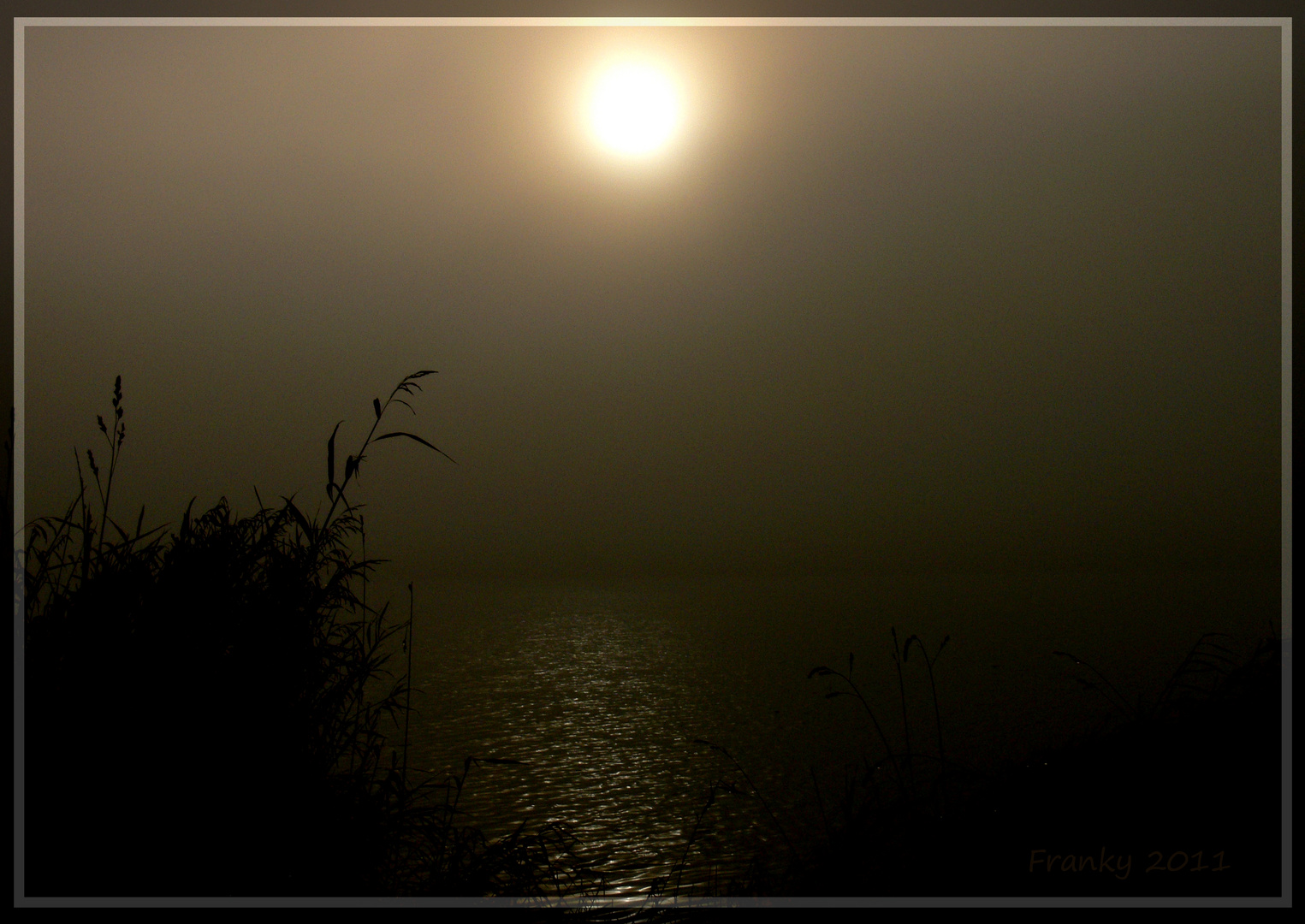 Salzwiesen im Nebel