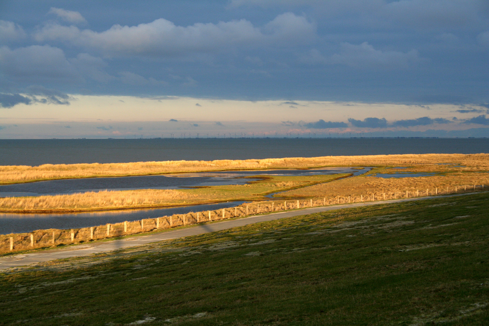 Salzwiesen im Nordwesten von Föhr.