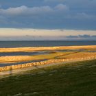 Salzwiesen im Nordwesten von Föhr.