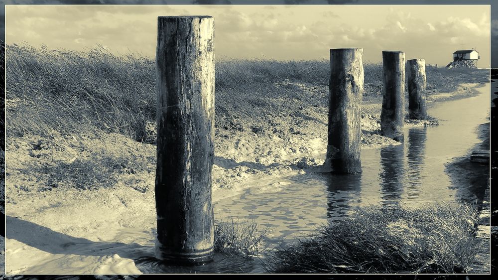 Salzwiesen in St. Peter Ording