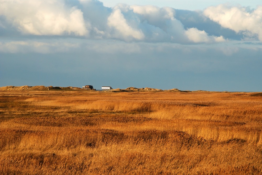 Salzwiesen in St. Peter Ording