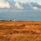 Salzwiesen in St. Peter Ording