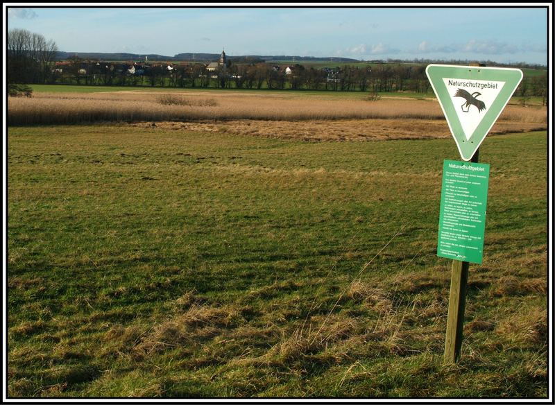 Salzwiesen (Naturschutzgebiet) bei Münzenberg