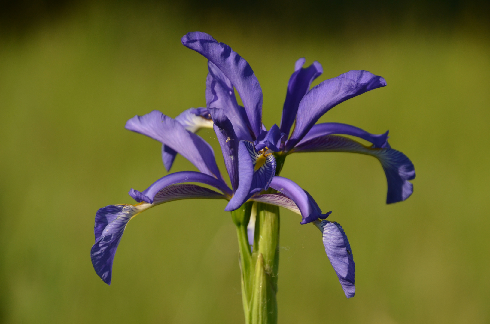 Salzwiesen-Schwertlilie (Iris spuria)