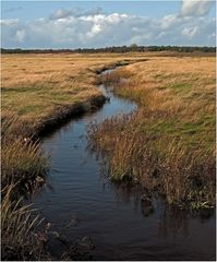 Salzwiesen St. Peter-Ording