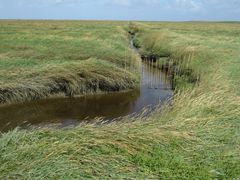 Salzwiesen und Priel bei Westerhever