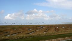 Salzwiesen vor Krummhörn / Ostfriesland