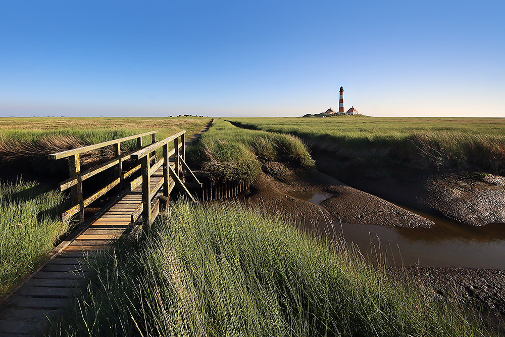 Salzwiesen Westerhever