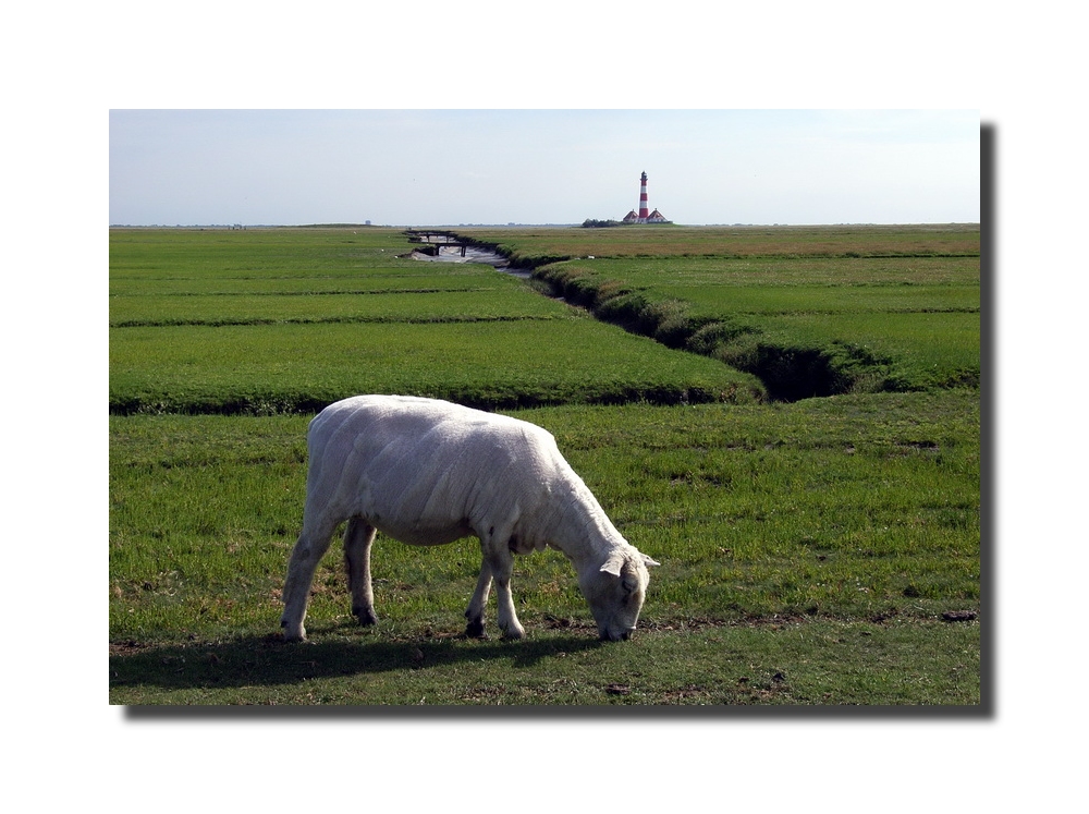 Salzwiesen Westerhever