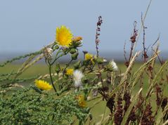 Salzwiesenblumen