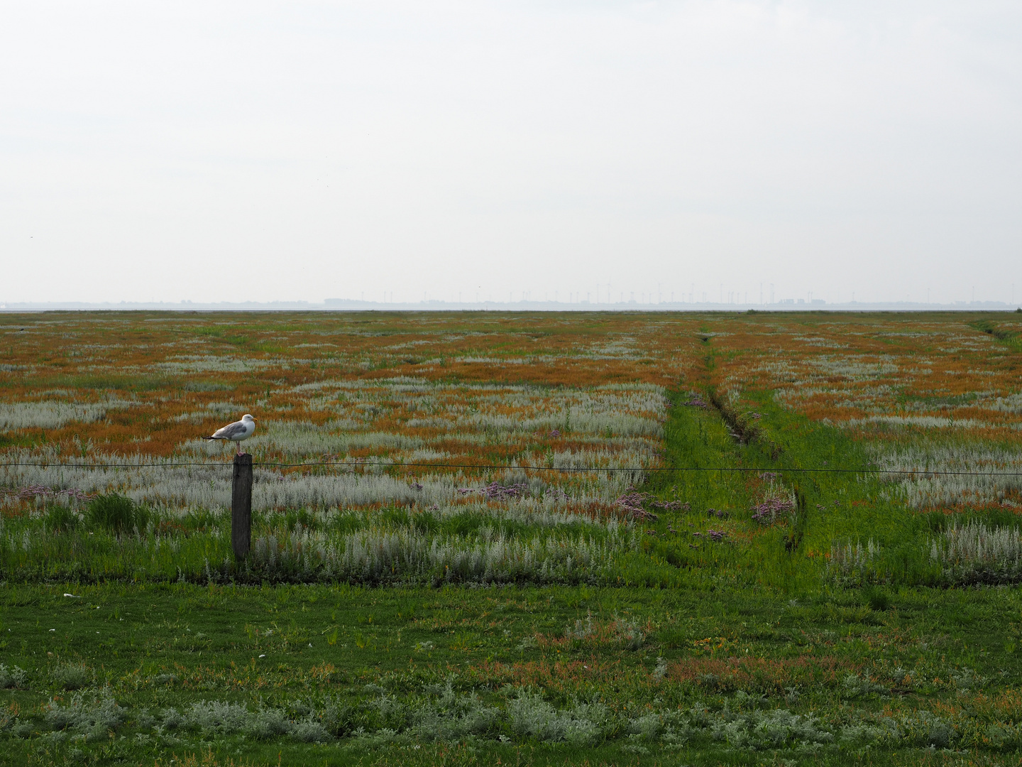 (Salz)wiesenlandschaft