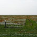 (Salz)wiesenlandschaft